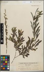 Foto von Salix purpurea L.